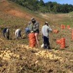 GOBIERNO COMPRARÁ TODAS LAS PAPAS EN TIREO