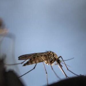 ¿DEBERIAMOS-EXTERMINAR-LOS-MOSQUITOS-MORTIFEROS_.jpg