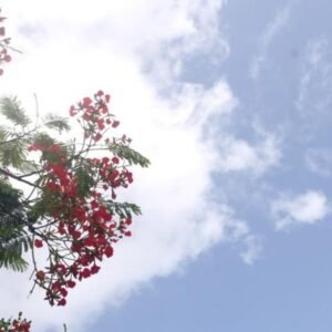 VIERNES-CALUROSO-CON-LLUVIAS-VESPERTINAS_.jpg