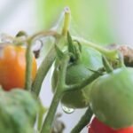 BENEFICIOS DEL TOMATE EN TU DIETA