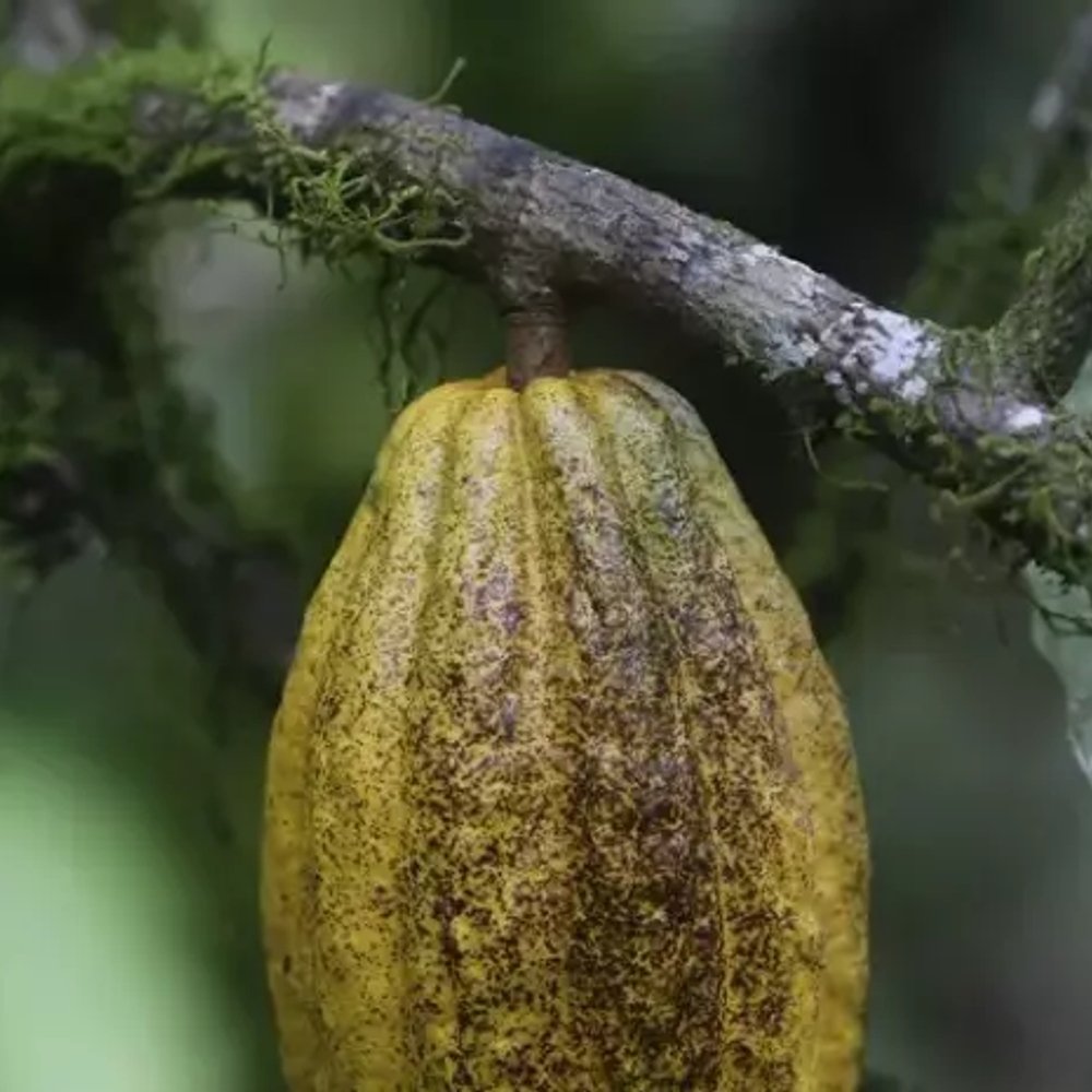 DIA-INTERNACIONAL-DEL-CACAO-COSTO-ALCANZA-5600-USD-POR-TONELADA_.jpg