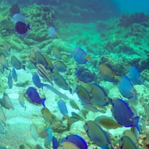 DIA-NACIONAL-DE-LOS-ARRECIFES-DE-CORAL_.jpg