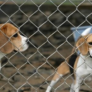 EMPRESA-DE-IA-USA-PERROS-PARA-DETECTAR-CANCER_.jpg