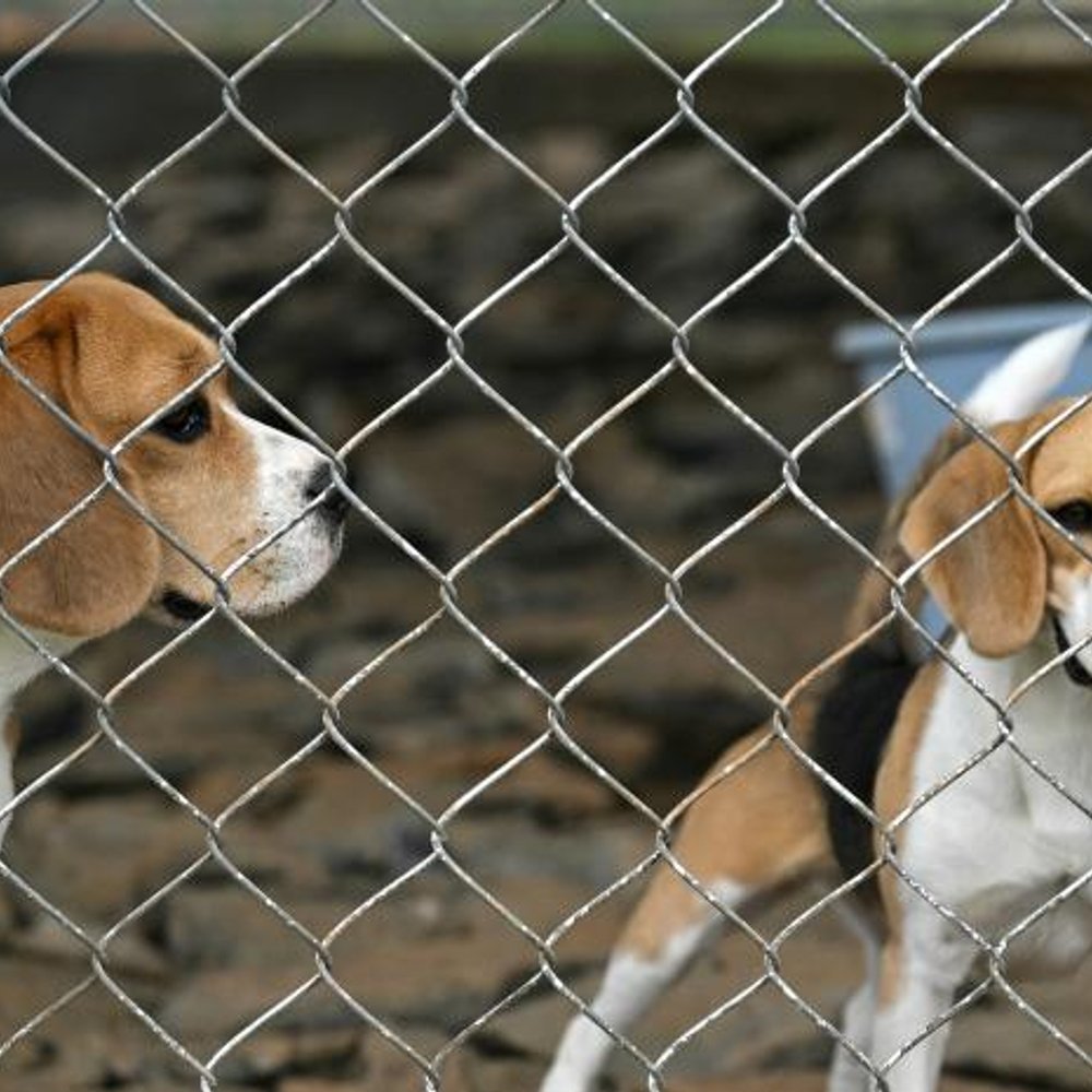 EMPRESA-DE-IA-USA-PERROS-PARA-DETECTAR-CANCER_.jpg